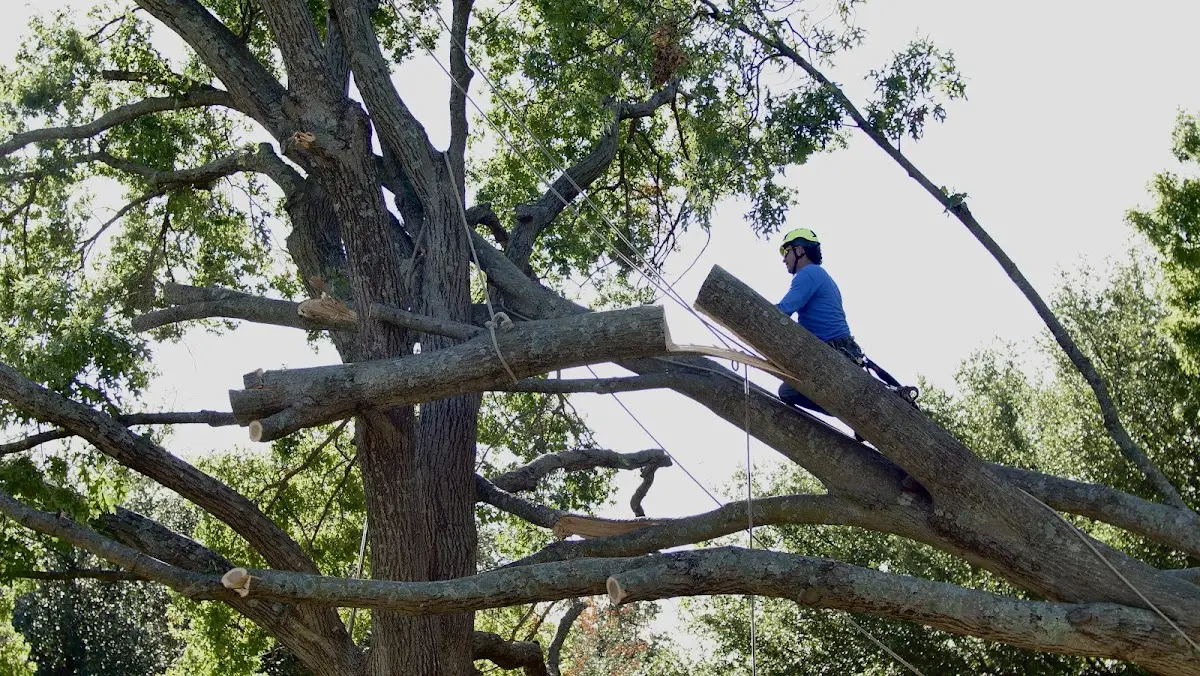 Professional Hazardous Tree Removal performed by certified arborists in Laurelton
