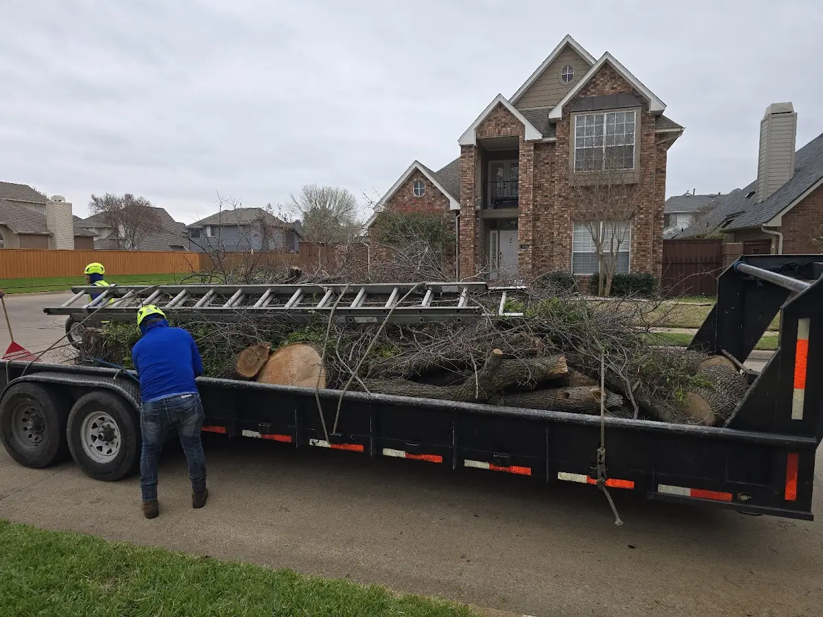 Expert Deadwooding with proper safety equipment in Laurelton